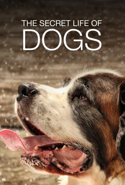 Тайная жизнь собак (2017) онлайн бесплатно